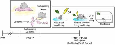 Infant Trauma Alters Social Buffering of Threat Learning: Emerging Role of Prefrontal Cortex in Preadolescence